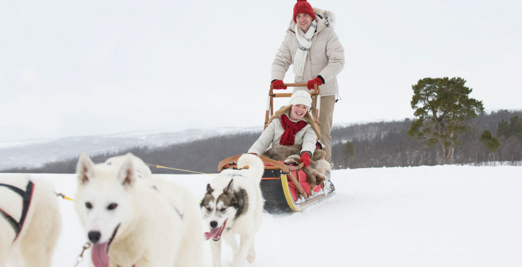 a team of huskies pulling a sleigh